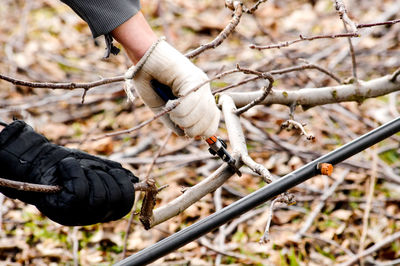 Close-up of man cutting branches