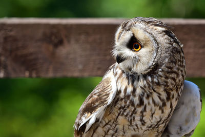 Close-up portrait of owl