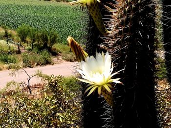 Close-up of flower blooming on field