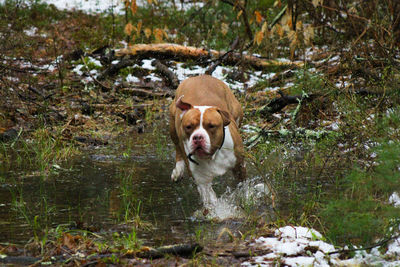 Portrait of dog standing in lake