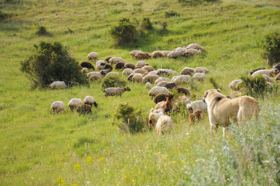 Sheep grazing in a field