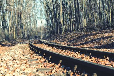 Railroad track amidst trees in forest during autumn