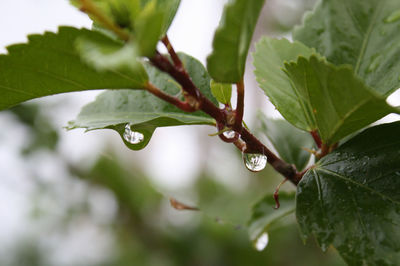 Close-up of wet plant