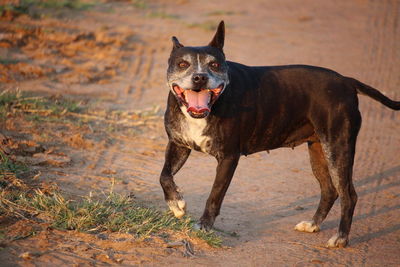 Close-up portrait of dog yawning