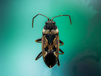 Close-up of insect on blue background