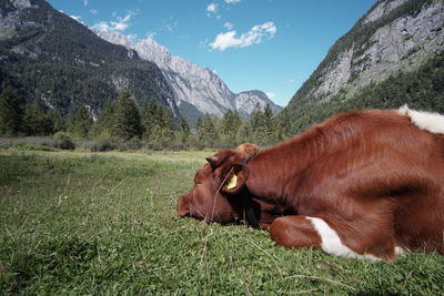 Cows on field by mountains