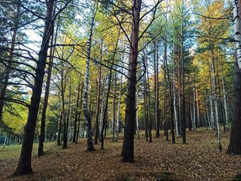 Trees in forest during autumn