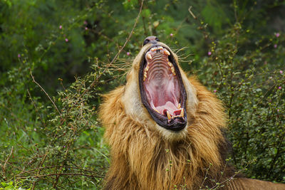 Close-up of cat yawning