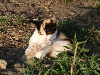 High angle view of cat on field