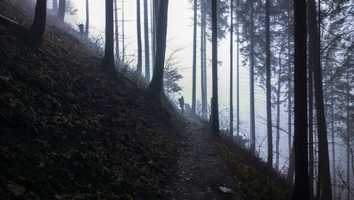 Road passing through forest