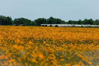 Yellow flowers growing in field