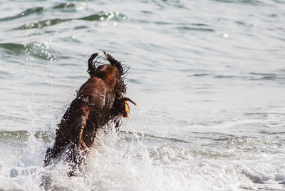 View of dog splashing water