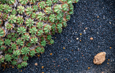 A birds eye view of a cactus growing in volcanic soil desktop wallpaper background