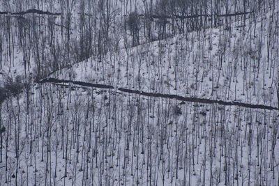 Full frame shot of  trees