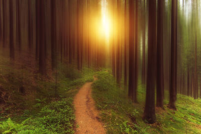 Road amidst trees in forest