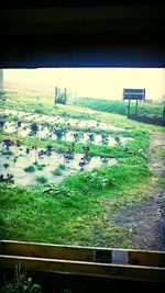 Plants growing on coast