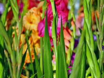 Close-up of purple flowers