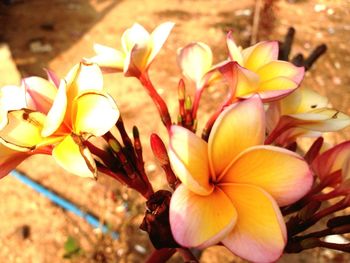 Close-up of flowering plant