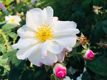 Close-up of white rose in park