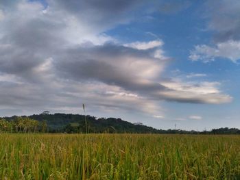 Scenic view of field against sky