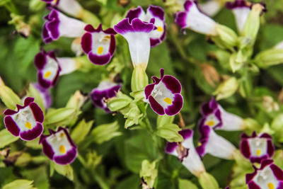 Close-up of purple flowering plants