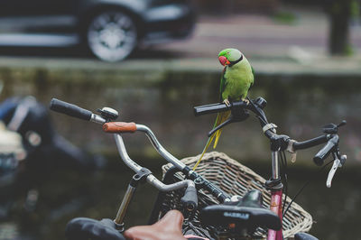 Close-up of bird perching on bicycle
