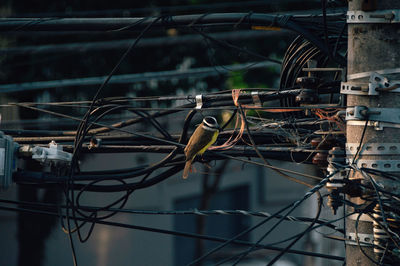 Close-up of wire on metal fence