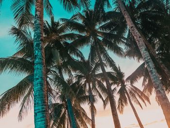 Low angle view of palm trees against sky