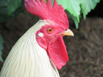 Close-up of a bird