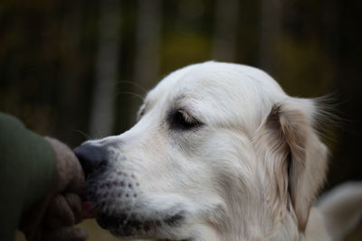 Close-up of dog looking away