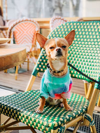 Portrait of dog sitting on chair