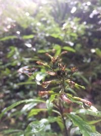 Close-up of fresh green plant