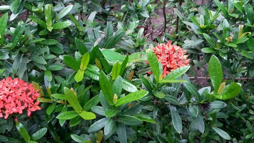 Close-up of flowers blooming outdoors