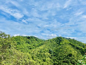 Plants growing on land against sky