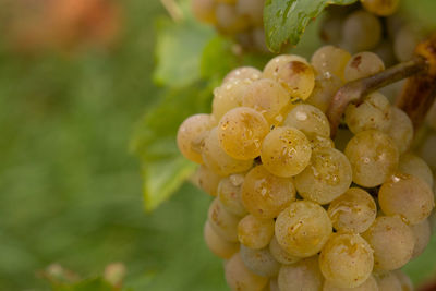 Close-up of grapes growing on plant