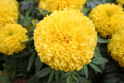 Close-up of yellow flowering plant