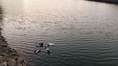 High angle view of man jumping in lake