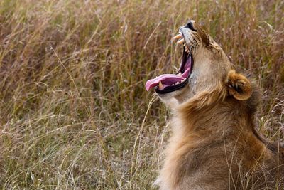 Close-up of a cat yawning