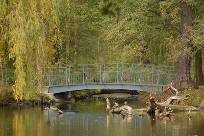 View of footbridge over lake in forest