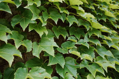 Full frame shot of leaves on plant