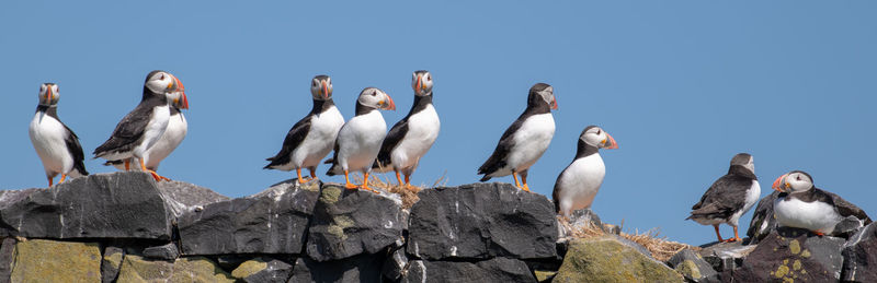 Seagulls perching on rock against clear blue sky