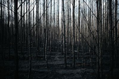 Bare trees in forest