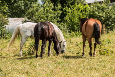 Horses grazing in a field