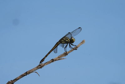 Low angle view of dragonfly on plant against blue sky