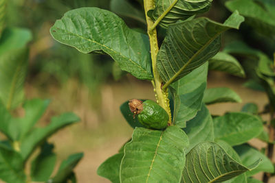 Close-up of insect on leaves