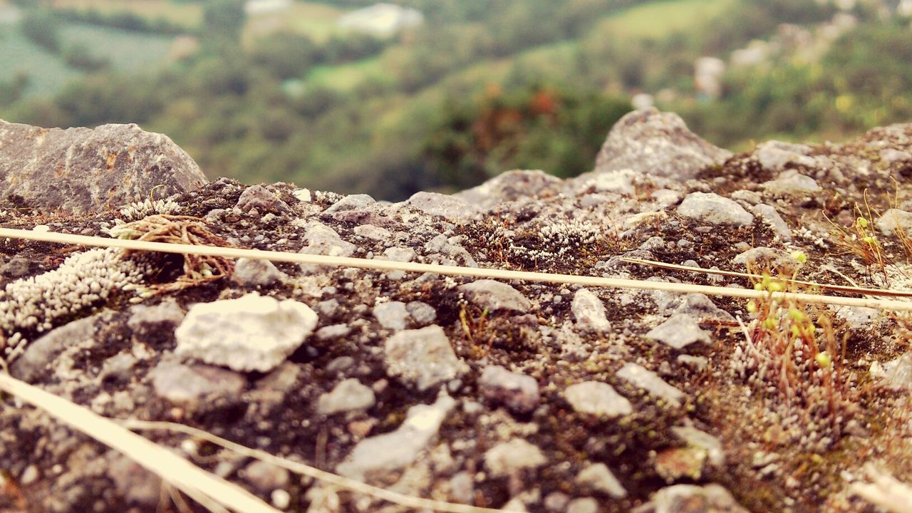 railroad track, rock - object, selective focus, metal, close-up, stone - object, nature, day, rail transportation, outdoors, high angle view, no people, surface level, focus on foreground, rusty, connection, transportation, textured, rock, tree