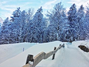 Snow covered land and trees against sky