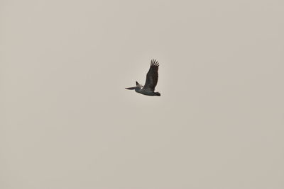 Low angle view of bird flying in sky