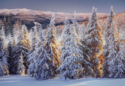 Majestic landscape with forest at winter time. scenery background.