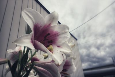 Close-up of pink flowering plant